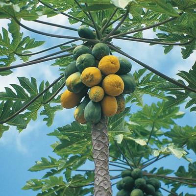 BDSresolve Organic Hybrid papaya seeds/papaya seeds 84 Seed(84 per packet)