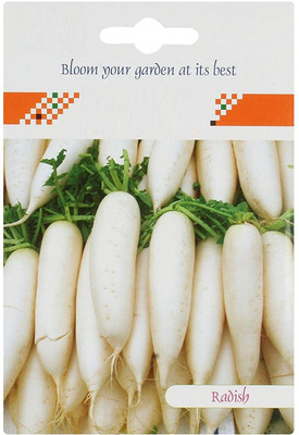 CYBEXIS Fast Growing Radish White Hybrid Seeds600 Seeds Seed(600 per packet)