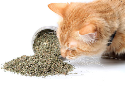 VibeX ® RXI-3 Catnip Seeds for Planting Seed(1000 per packet)