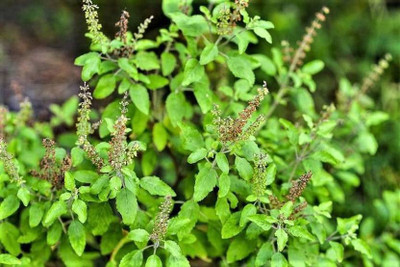 BrijBooti Tulsi Seed(30 per packet)
