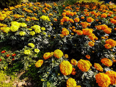 Qualtivative marigold,gende ka phool seeds Seed(22 per packet)