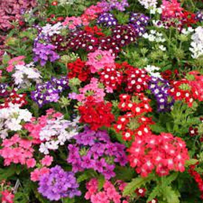 Lorvox trailing verbena Seed(40 per packet)