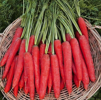 Flipkart SmartBuy Carrot Red Long Seed(30 per packet)