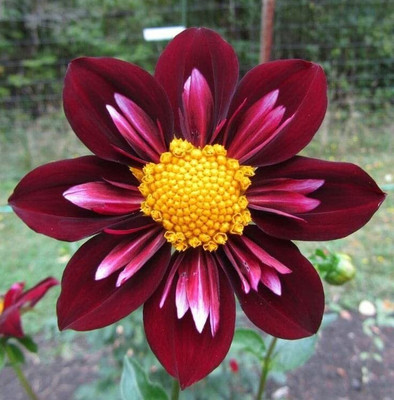 Aywal Dahlia Seeds - Pompon Double Mixed Seed(1 g)
