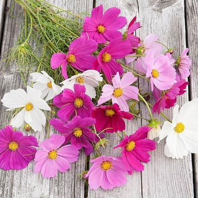 Jignishaseeds ComosMix Flower Seeds, ComosMix Seeds, Flower Seeds Seed(30 per packet)