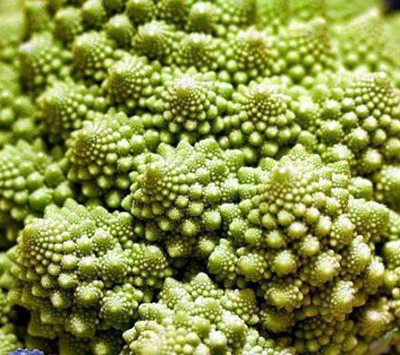 WILLVINE VXI-769 Romanesco Broccoli Seed for Planting Seed(200 per packet)