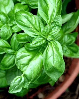 OFKEN Basil - Italian Large Leaf Seed(150 per packet)