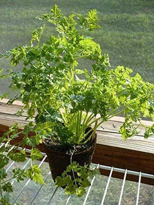 VibeX ® LXI-250 French Parsley CHERVIL Seeds Seed(500 per packet)