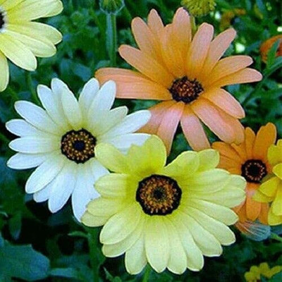 Lorvox DIMORPHOTHECA WHITE OPEN POLLINATED Seed(70 per packet)