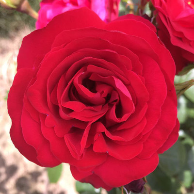 CYBEXIS XL-97 - Crimson Sky Red Climbing Rose - (300 Seeds) Seed(300 per packet)