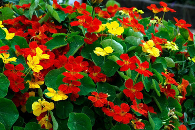 BISWAS Nasturtium Mix Color Seed(15 per packet)