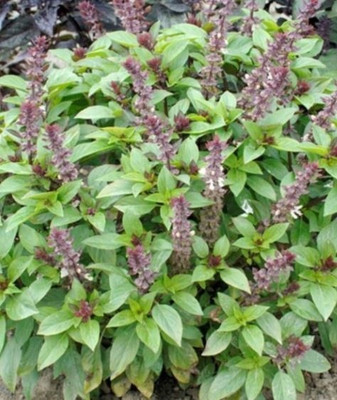 WILLVINE XLL-10 Basil Queen of Sheba Seed(2000 per packet)