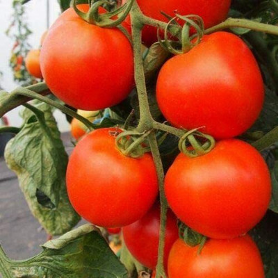 CYBEXIS Vegetable - Tomato - Akron 2000 Seeds Seed(2000 per packet)