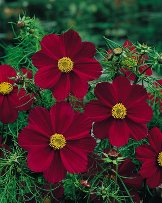 Quentova Tetra Ver Red Cosmos Seed(100 per packet)
