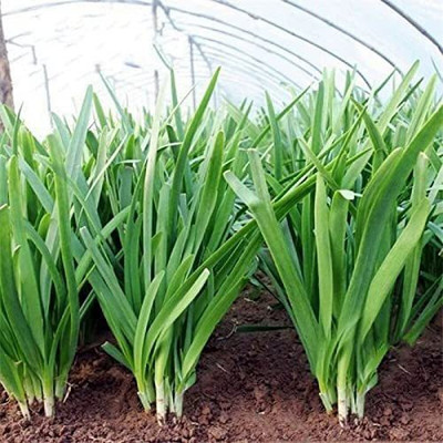 VibeX GBPUT-44 - Allium tuberosum Oriental Garlic Asian Chives - (2250 Seeds) Seed(2250 per packet)