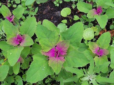 Farmonix Bathua (Chenopodium) Seed(300 per packet)