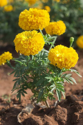 BDSresolve Marigold flower seeds Pck of 105 Seed(105 per packet)