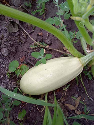 CYBEXIS NBIR-59 - Zucchini Mush Bush White Giant - (75 Seeds) Seed(75 per packet)