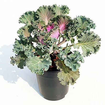 CYBEXIS Ornamental Cabbage, Ornamental Kale (Purple, Green) Seed(50 per packet)