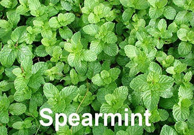 Qualtivate HYB-5A Spearmint Seeds Seed(200 per packet)
