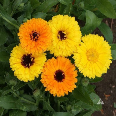 DROXTY ™ ICRA-16-Calendula Bon Bon Mix Flower Seeds-50 x Seeds Seed(50 per packet)