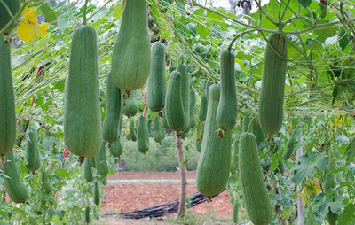 VibeX GUA-15 - Smooth Sponge Gourd - (100 Seeds) Seed(100 per packet)