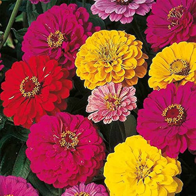 BDSresolve hybrid zinnia flower seeds/zinnia seeds 12 Seed(12 per packet)