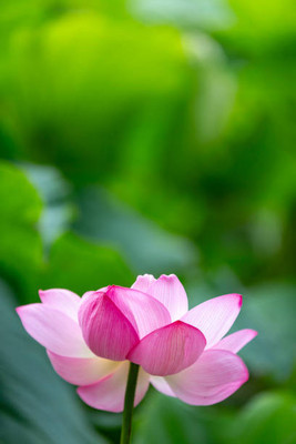 Portia lotus,kamal gatta Seed(10 per packet)