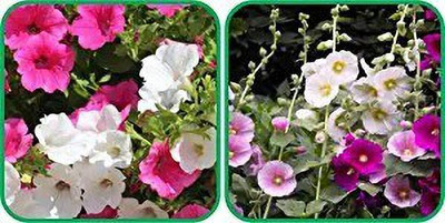 MAA Holly Hock Seed(24 per packet)