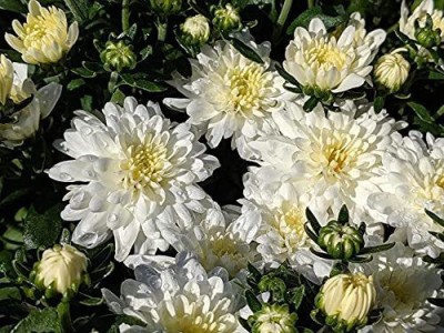 CYBEXIS Chrysanthemum/Sevati/mums/chrysanths Yellow Center Fusion White Seeds Seed(25 per packet)