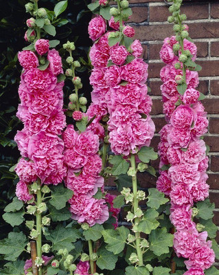 CYBEXIS Hollyhock, Chaters Pink100 Seeds Seed(100 per packet)