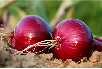 Quentova Red Onion Organic-VS-7A Seed(250 per packet)
