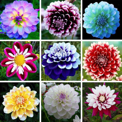 SEMINA VITA Dahlia Mixed Hybrid Flower Seeds Seed(26 per packet)
