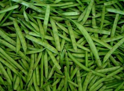 Quentova Gavar Fali/Cluster Beans-8Q-HQ Seed(75 per packet)