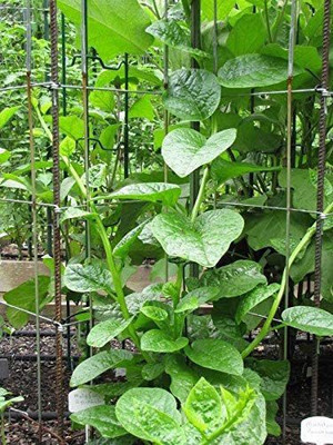 VibeX ® VXI-290 Malabar Spinach Green Stem Variety Seed(500 per packet)