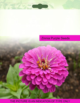 CYBEXIS TLX-41 - Zinnia Purple - (30 Seeds) Seed(30 per packet)