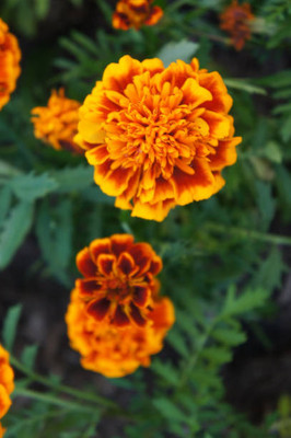JDM Store marigold,gende ka phool seeds Seed(20 per packet)