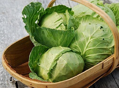 KNESSiN Cabbage Best All Purpose Seed(200 per packet)