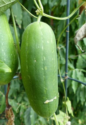 Quentova Sponge gourd (courge torchon)-TKK-7C Seed(75 per packet)