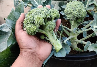 DEYS AGRO ™ broccoli seeds High Yield green hybrid vegetable Seed(51 per packet)