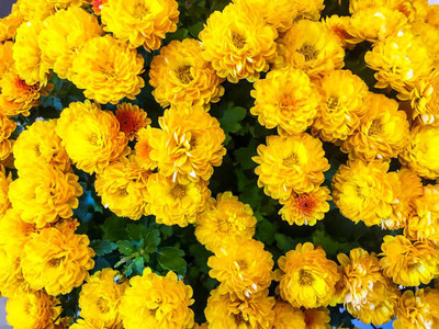Dbbrothers marigold/gende ka phool flower seeds Seed(25 per packet)