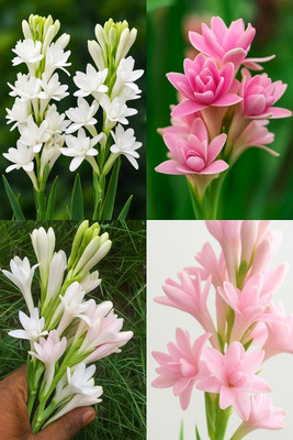 SeedsVally Rajnigandha Tuberose Bulbs – 10 Pcs White Seed(10 per packet)