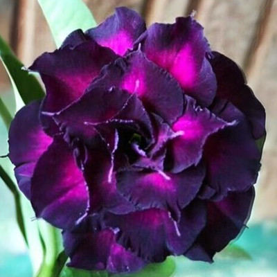 CRGO ADENIUM Seed(20 per packet)