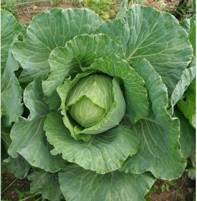 ibains Cabbage seeds patta gobi pack of 70 Seed(70 per packet)