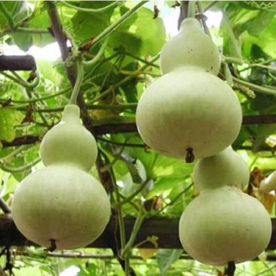 VibeX Kashi Kiran Bottle Gourd-(50 Gms, 250 Seeds) Seed(250 per packet)