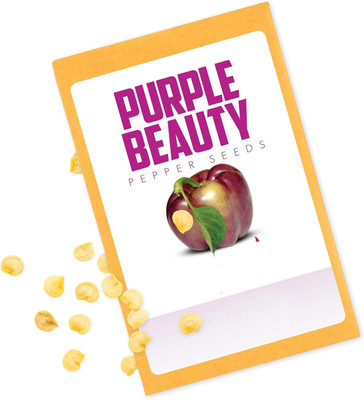 KNESSiN F1 Hybrid Purple Beauty Capsicum Seeds For Planting-(400 Seeds) Seed(400 per packet)