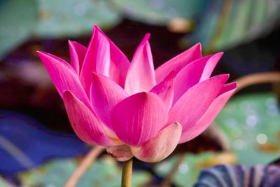 Alkarty lotus,kamal gatta Seed(15 per packet)