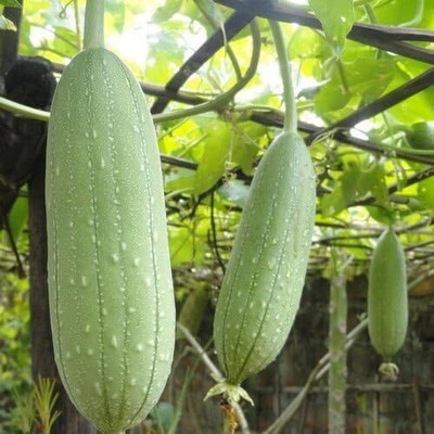 Qualtivate HUA-3A Sponge Gourd Vine Seeds Seed(50 per packet)