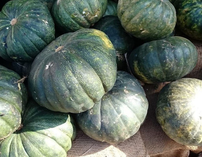 WILLVINE PAU-4 PUMPKIN ARJUNA HYBRID SEEDS Seed(100 per packet)