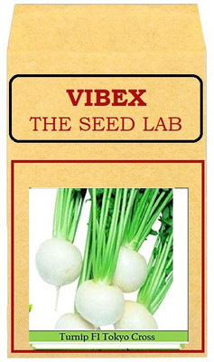 CYBEXIS Turnip Hybrid Seeds 2000 Seeds Seed(2000 per packet)